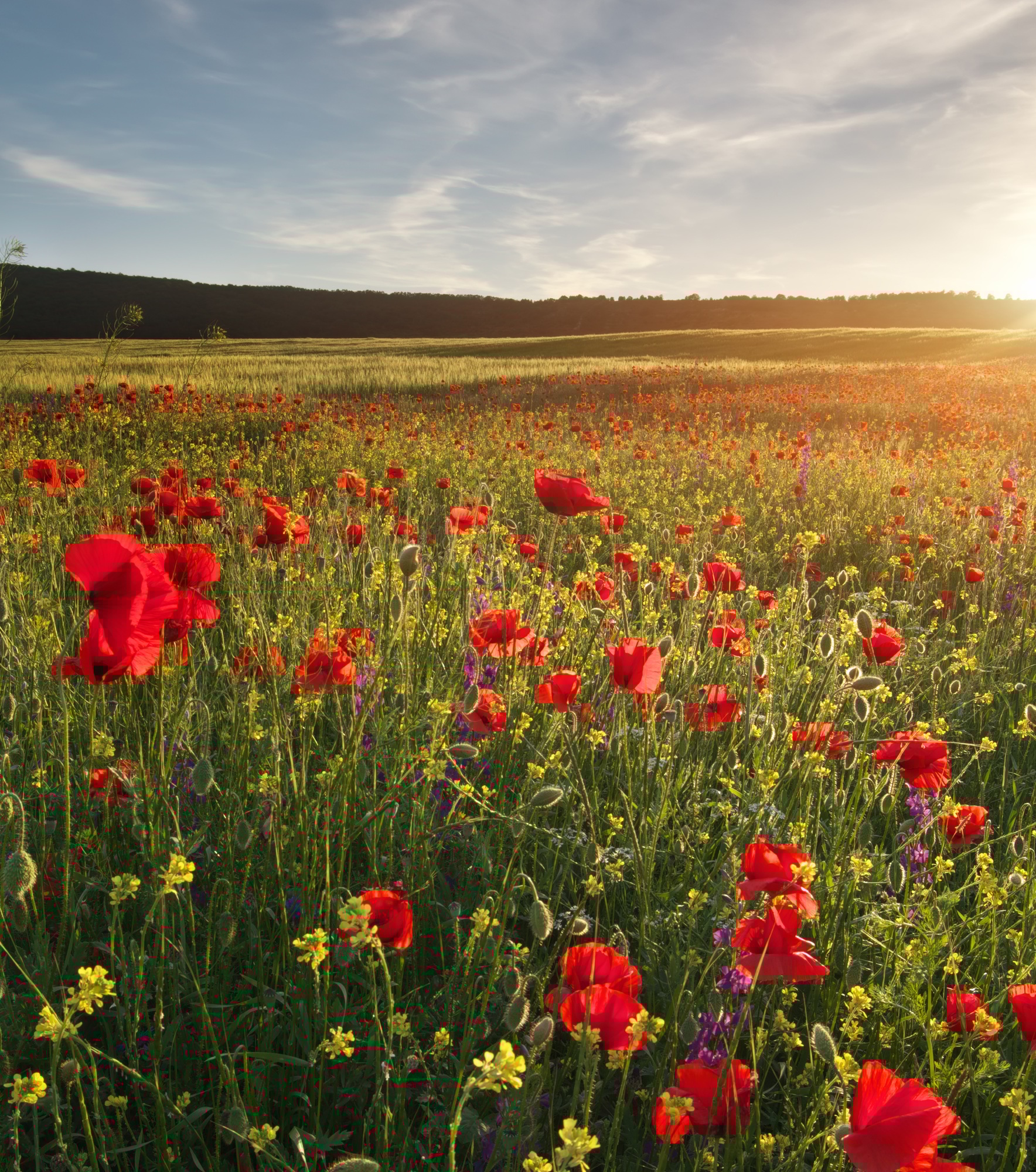 Poppies meadow landscape.