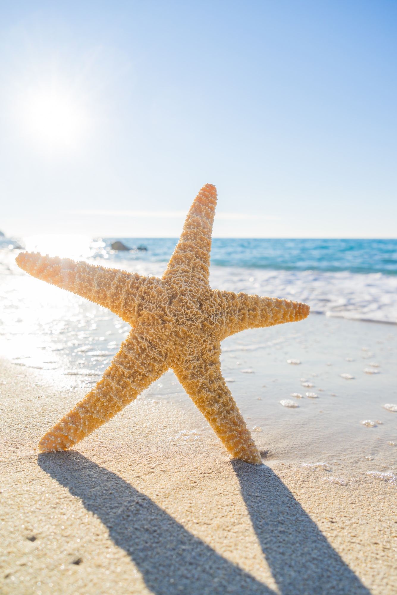 Starfish on the beach