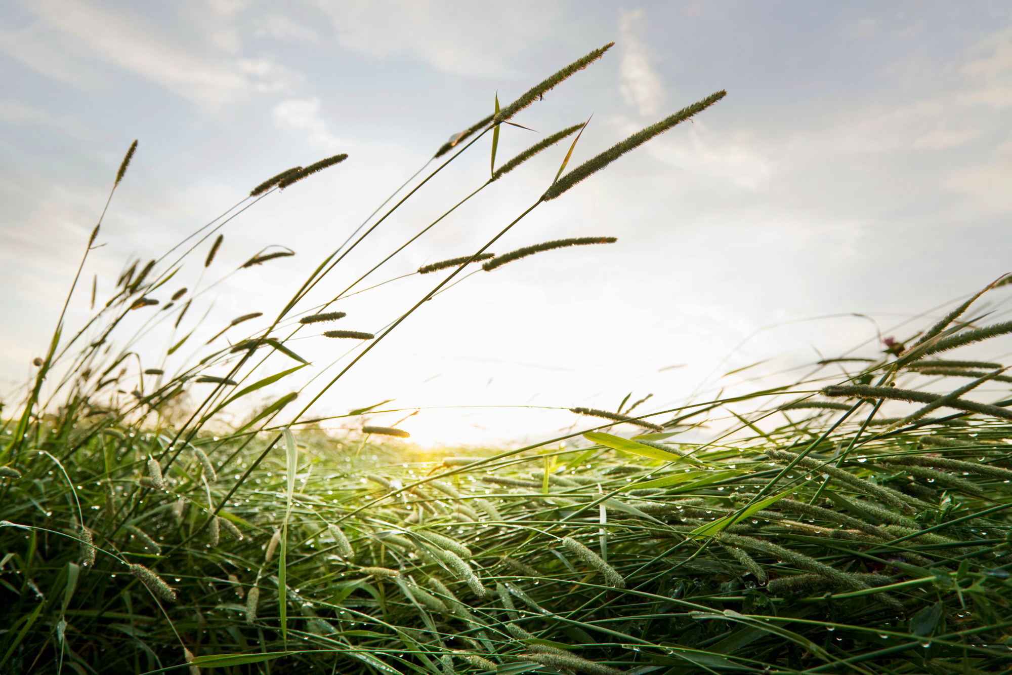 Wet grass at dawn